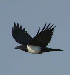 049-Pied Crow-70D2-2380