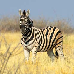 050-Zebra-70D2-2381