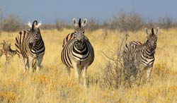 052-Zebras-70D2-2389