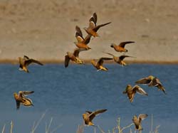 053-Namaqua & Double-banded Sand Grouse-70D2-2412