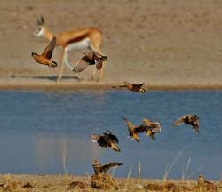 055-Namaqua & Double-banded Sand Grouse-70D2-2414