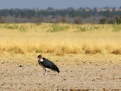 055b-Marabou Stork-70D2-2443