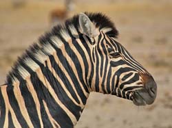056-Young Zebra-70D2-2510