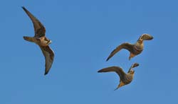 057-Lanner Falcon & Double-Banded Sand Grouse-70D2-2418
