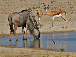 058-Wildebeest & Springbok-70D2-2433