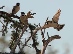 059-Sociable Weavers-70D2-2532