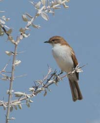 062-Ashy Flycatcher-70D2-2574