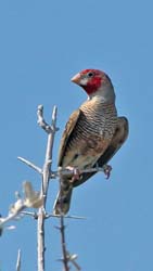 064-Red-headed Finch-70D2-2591