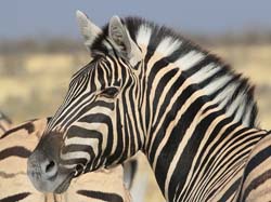 065-Zebra-70D2-2614