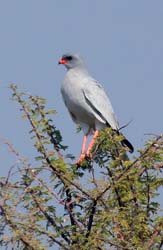 066-Dark Chanting-Goshawk-70D2-2611