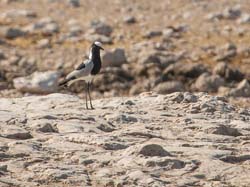 068b-Blacksmith Lapwing-70D2-2628