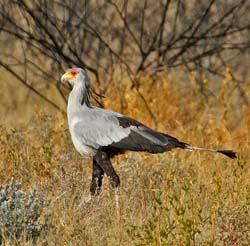 069-Secretarybird-70D2-2667