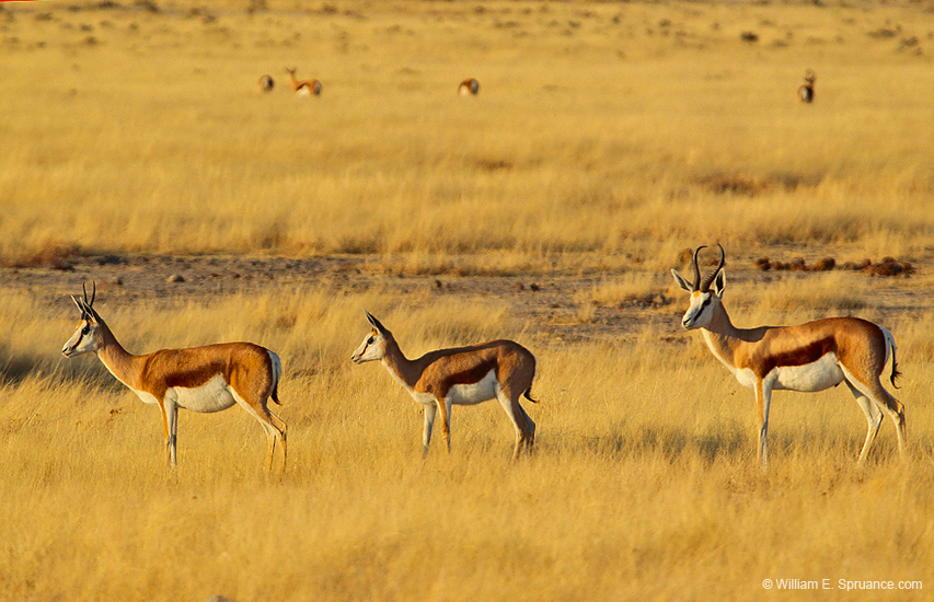 076-Springboks 7J8E1136