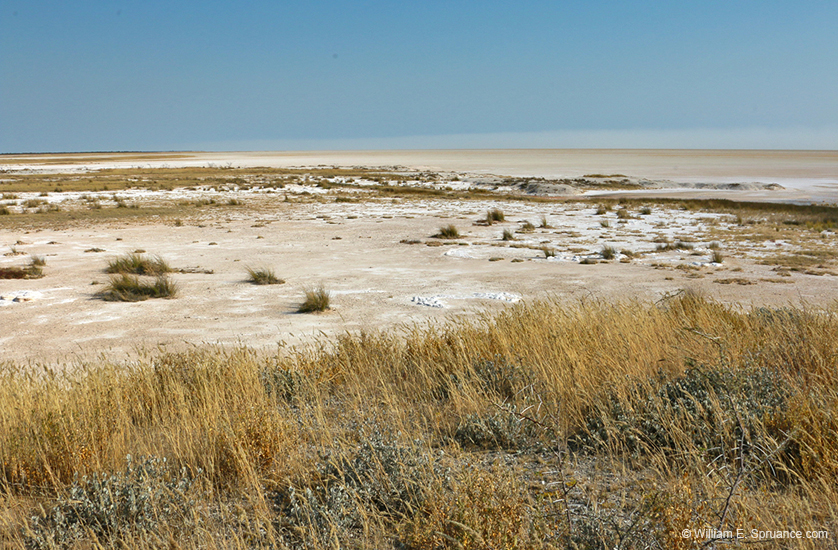 081-Edge of the Etosha Pan 70D2-2691