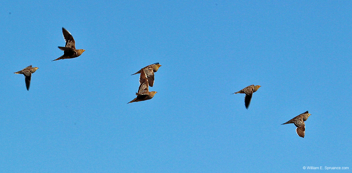 082-Namaqua Sandgrouse  7J8E1175
