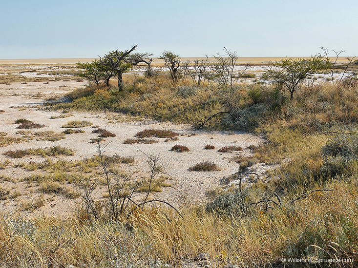085-Edge of the Etosha Pan 70D2-2699