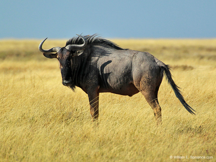 086-Wildebeest  7J8E1191