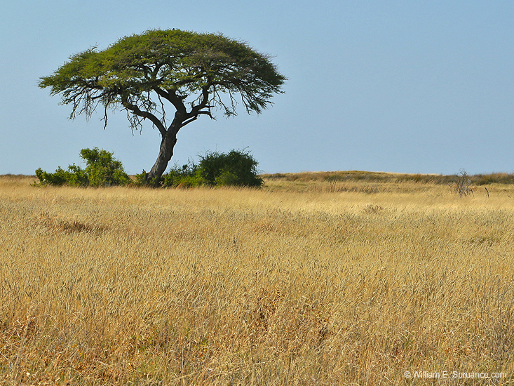 087-Acacia Tree 70D2-2738