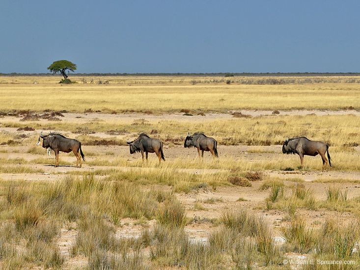 089-Wildebeests 70D2-2744