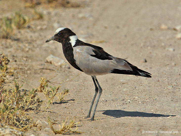 093-Blacksmith Lapwing 7J8E1193