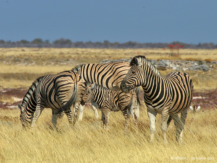 094-Zebras 70D2-2754