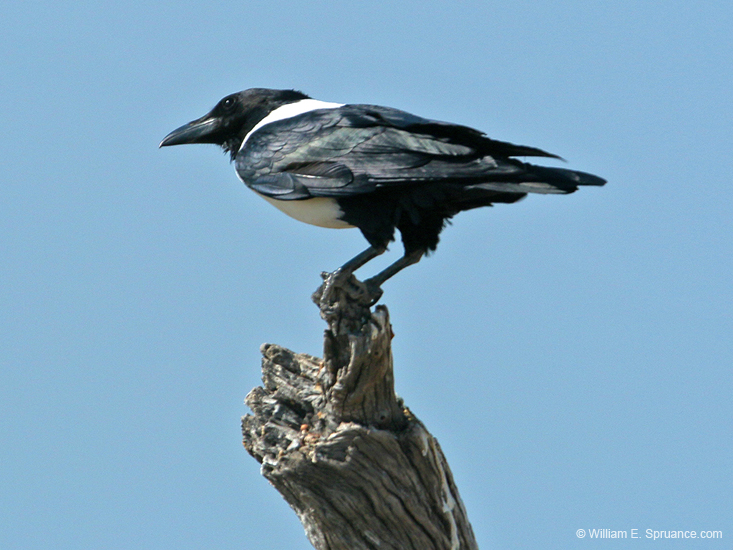 095-Pied Crow 70D2-2759