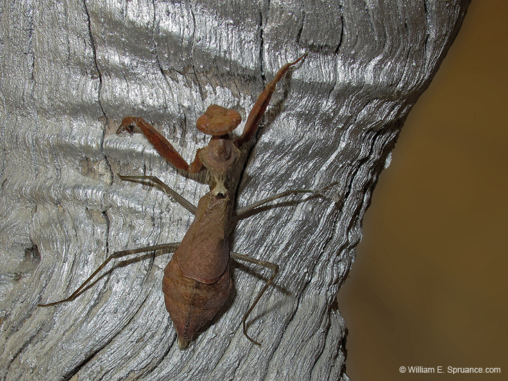 098-Praying Mantis 70D2-0690