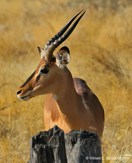 100-Blackfaced Impala  70D2-2807
