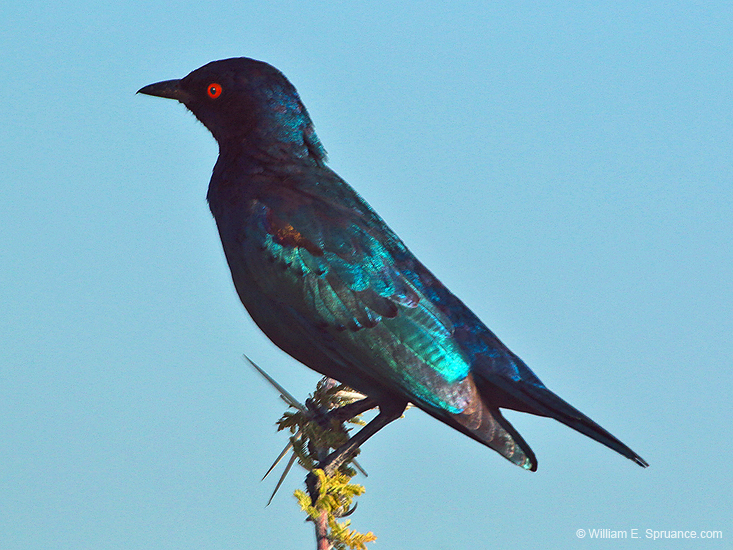 104-Burchells Starling 70D2-2831