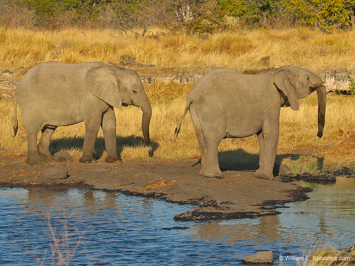 105-Elephants 70D2-2858