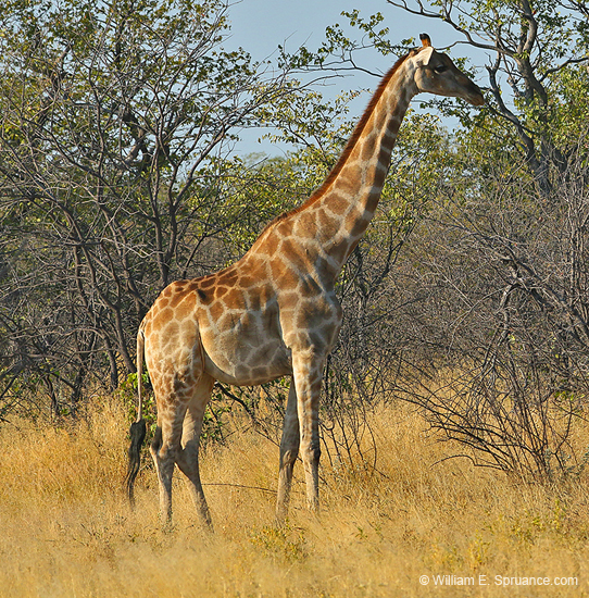 106-Giraffe 70D2-2849