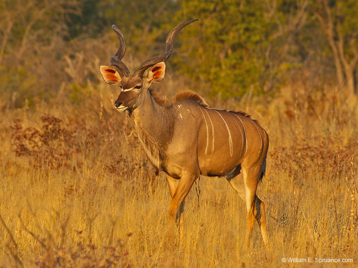 108-Kudu  70D2-2883