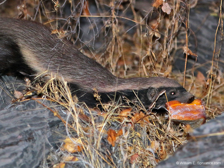 109-Honey Badger 70D2-2896