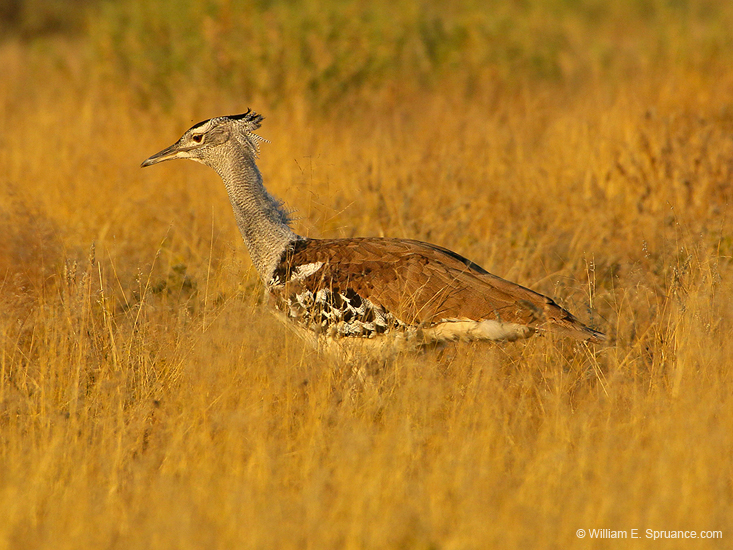 110-Kori Bustard 70D2-2876