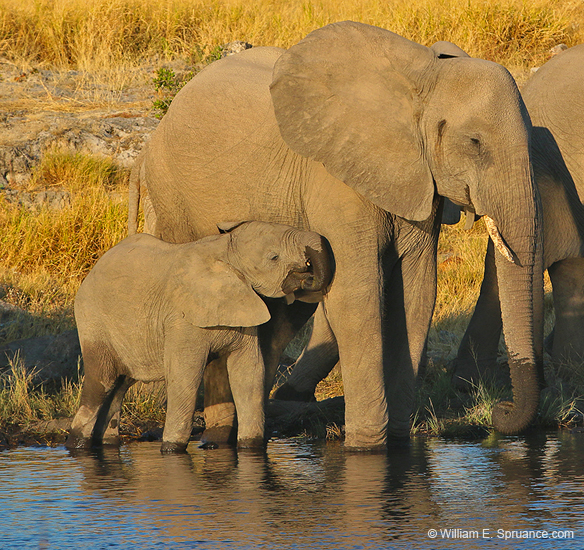 111-Elephants 70D2-2862