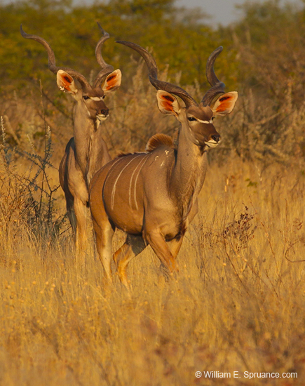 113-Kudus  70D2-2880