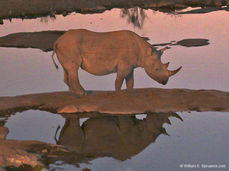115-Rhino at Camp Water Hole 70D2-2907