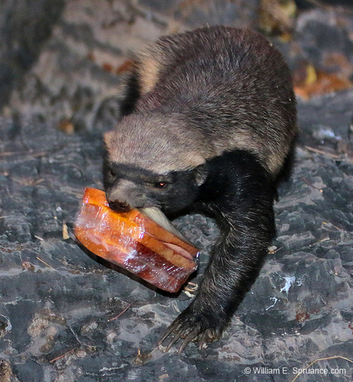 116-Honey Badger Selling Sandwitches 70D2-2898