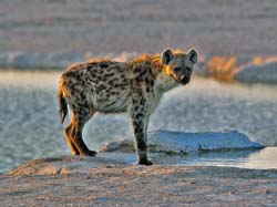 075-Spotted Hyena 7J8E1125