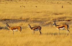 076-Springboks 7J8E1136