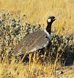 077-Northern Black Korhaan  7J8E1155