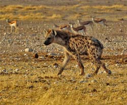 078-Spotted Hyena 7J8E1147