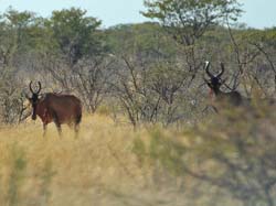 080-Red Hartebeest  7J8E1177