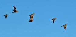 082-Namaqua Sandgrouse  7J8E1175
