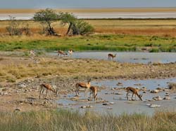 084-Springboks at a Water Hole 70D2-2748