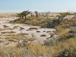 085-Edge of the Etosha Pan 70D2-2699