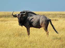 086-Wildebeest  7J8E1191