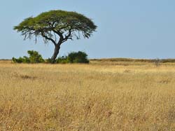 087-Acacia Tree 70D2-2738