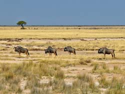 089-Wildebeests 70D2-2744