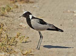 093-Blacksmith Lapwing 7J8E1193